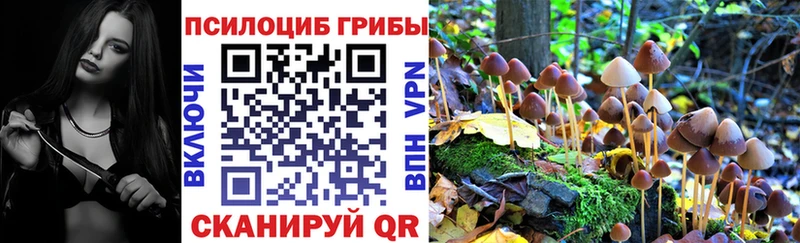 Купить  Тутаев  Галлюциногенные грибы Psilocybe 